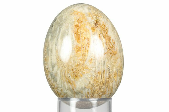 Polished Oligocene Fossil Coral Egg - Philippines #356296